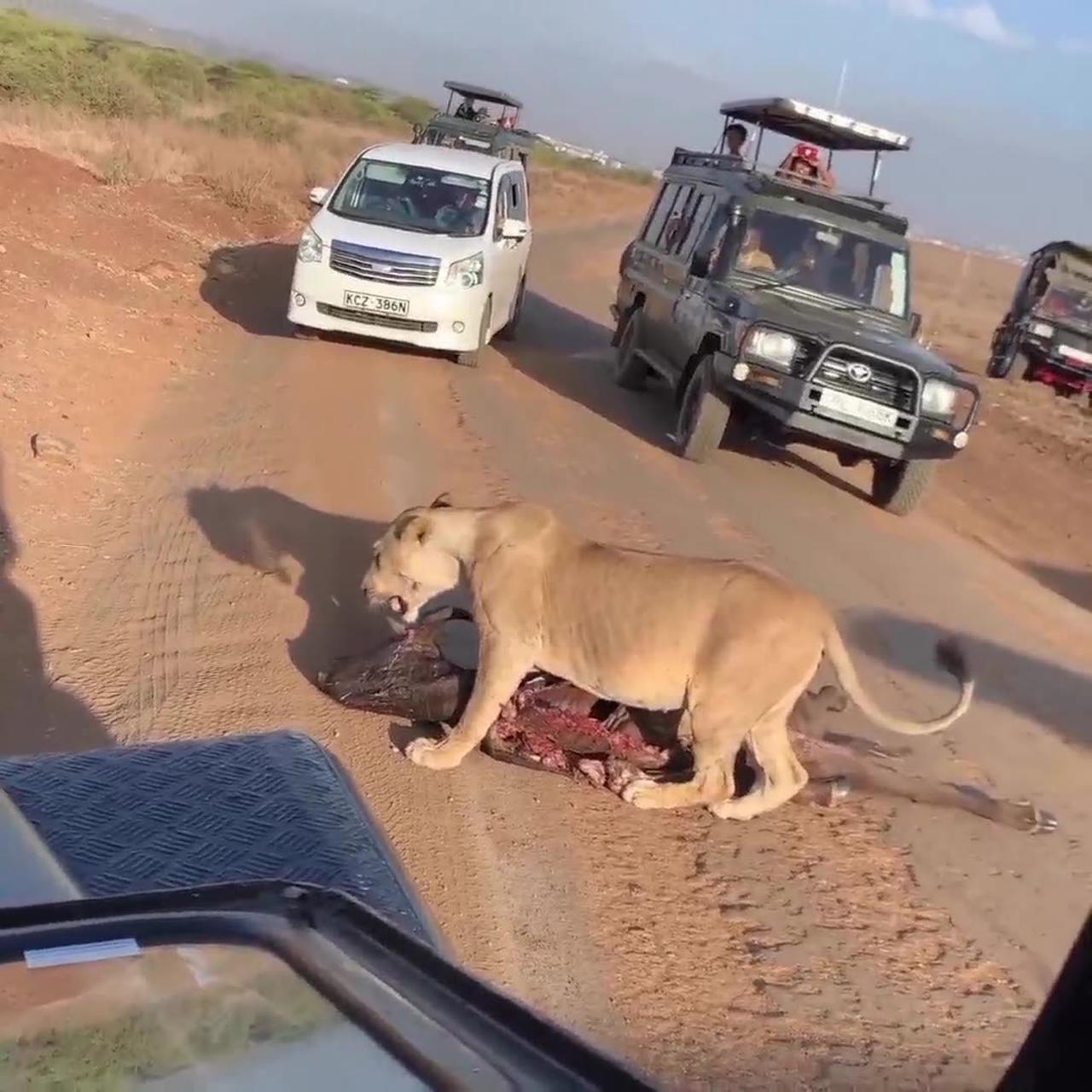 Lunch is served.... Lion drag meat