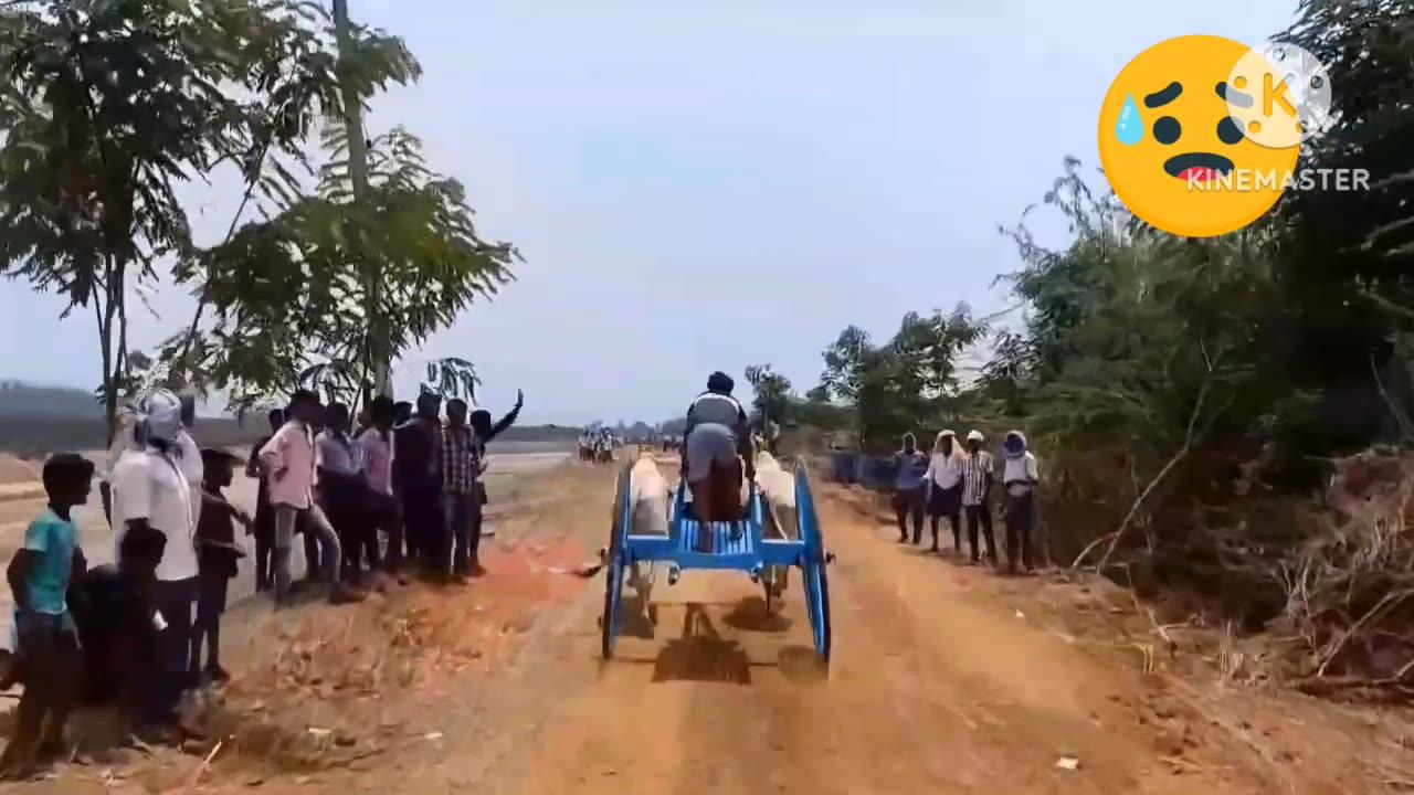 Indian bulls race accidents