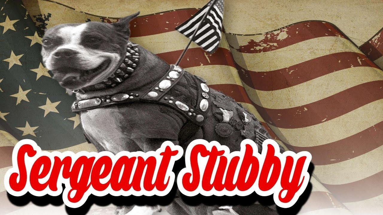 The Hero Dog of WWI: The Inspiring Story of Sergeant Stubby The Most Decorated War Dog Of World War1