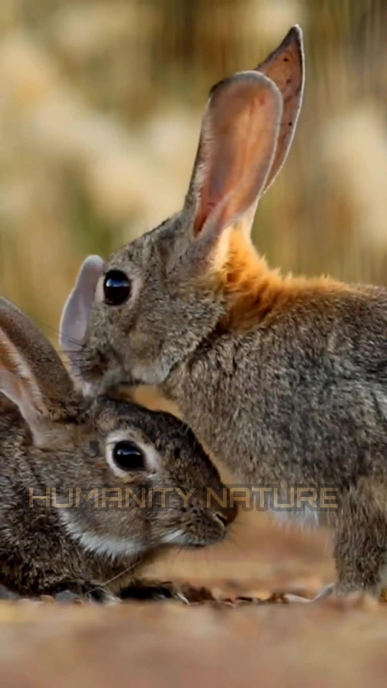 The Burmese hare (Lepus peguensis) is a species of mammal in the family Leporidae !