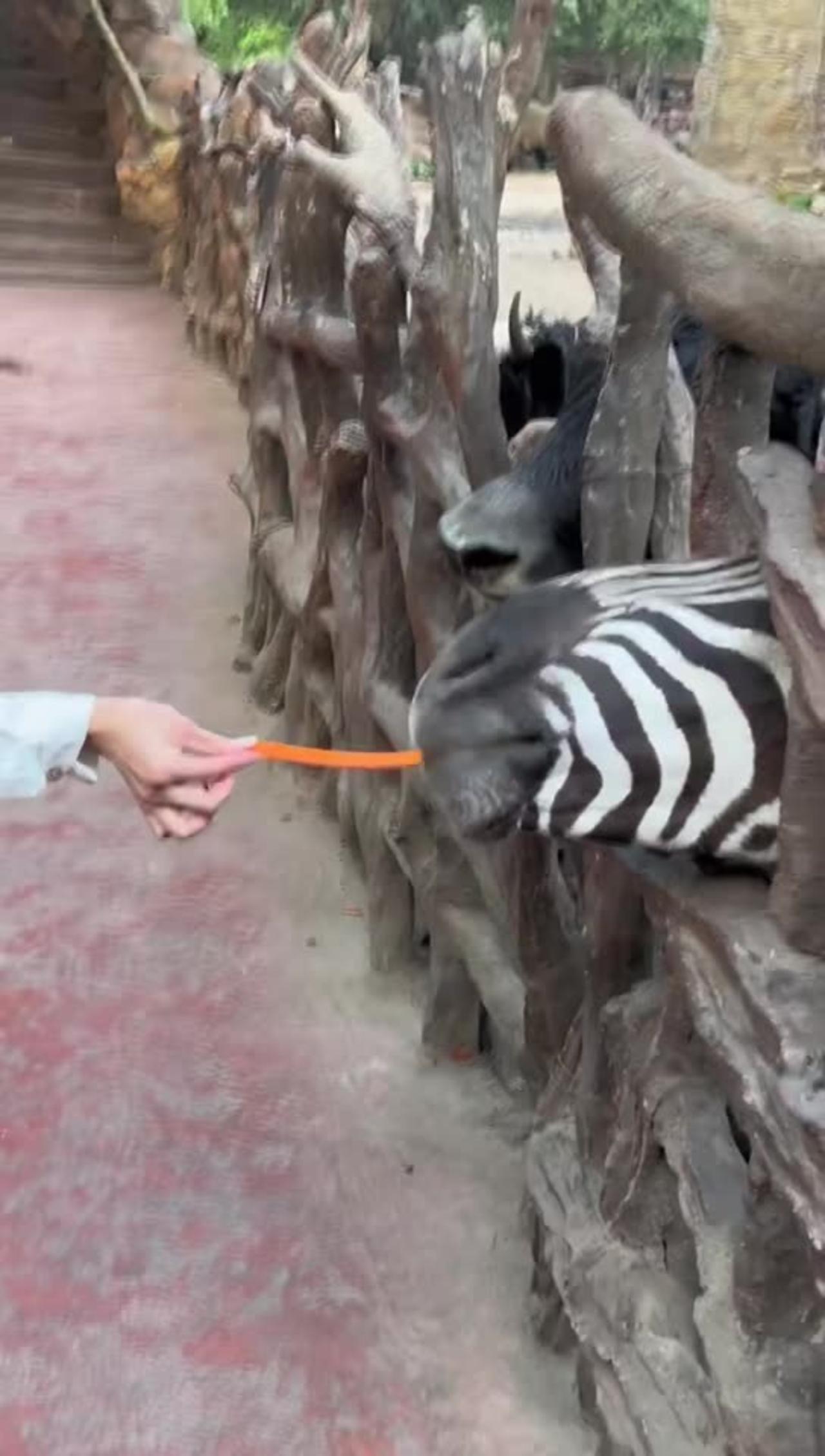 Confused Behavior Of Animals One News Page Video Confused Behavior Of Animals One News Page Video