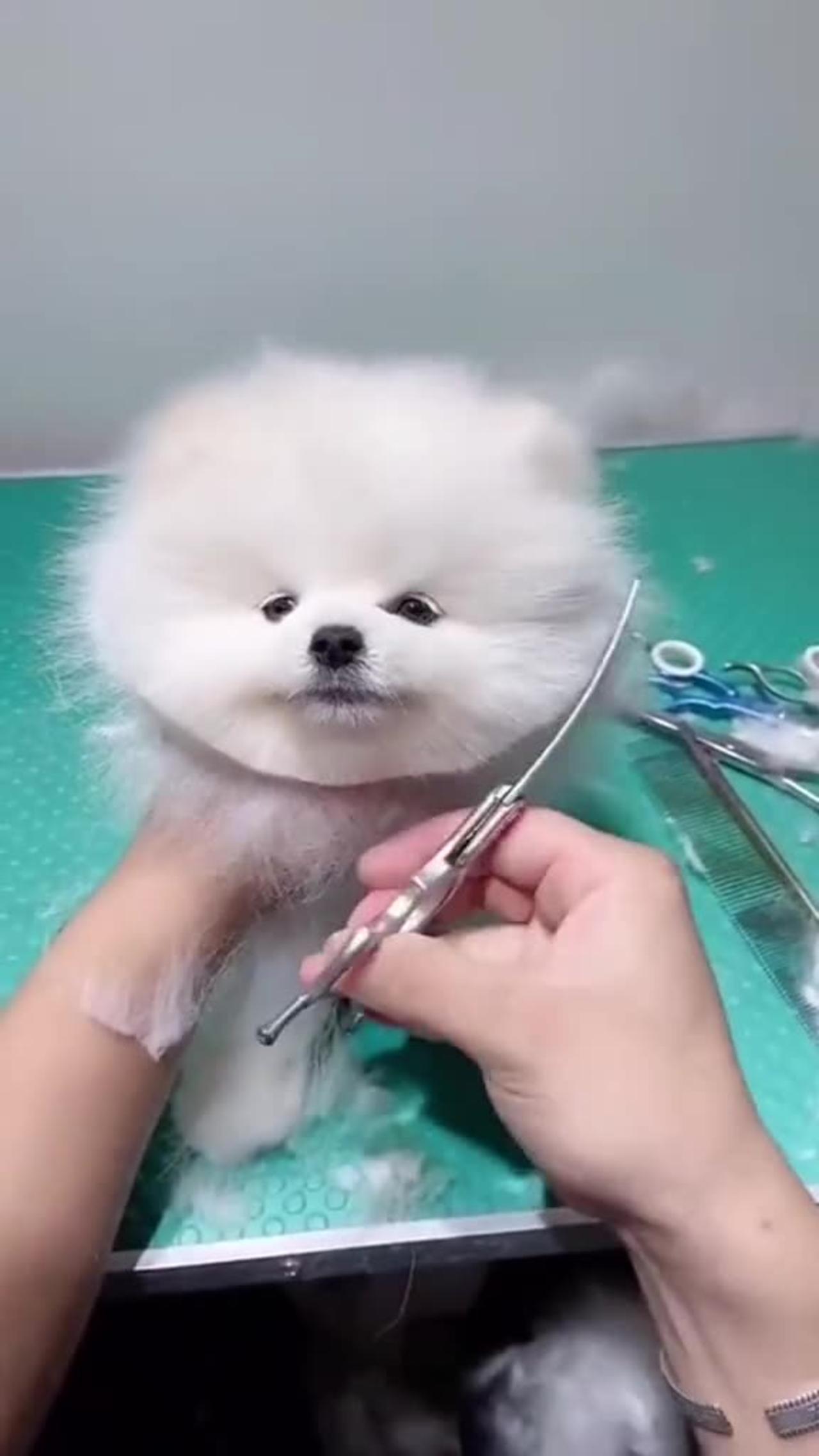 Learned to do my own dog cutting One News Page VIDEO