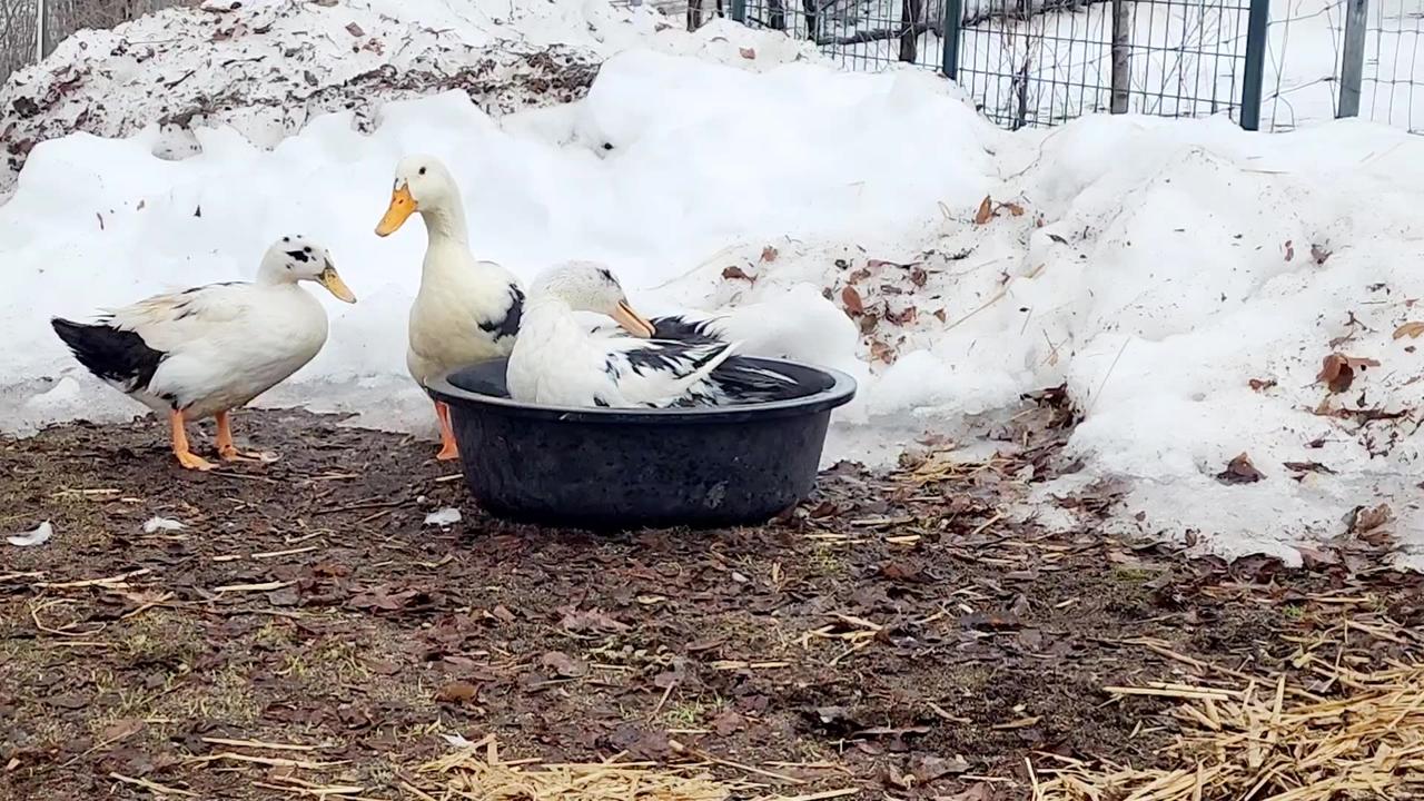 Ducks Bath time