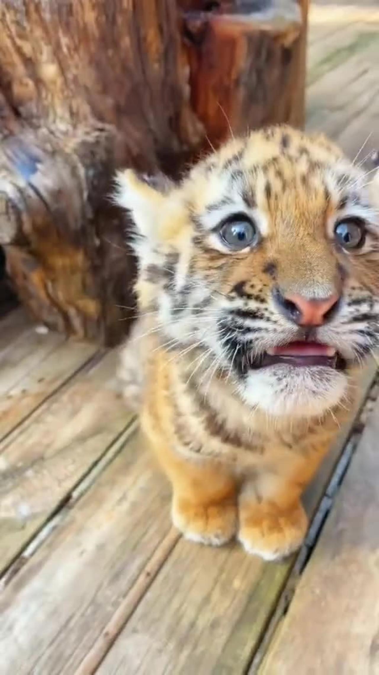 #Lion baby 🐅🦁