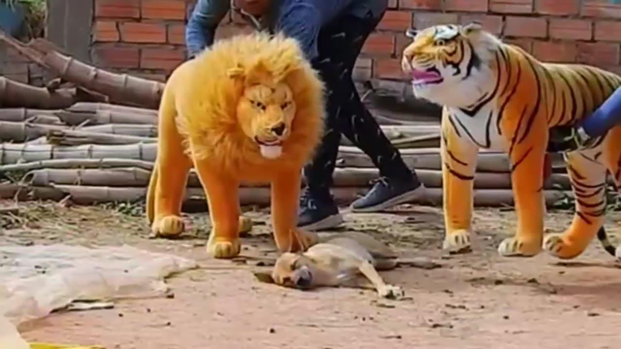 Troll Prank Dog Funny & Fake Lion and Fake One News Page VIDEO
