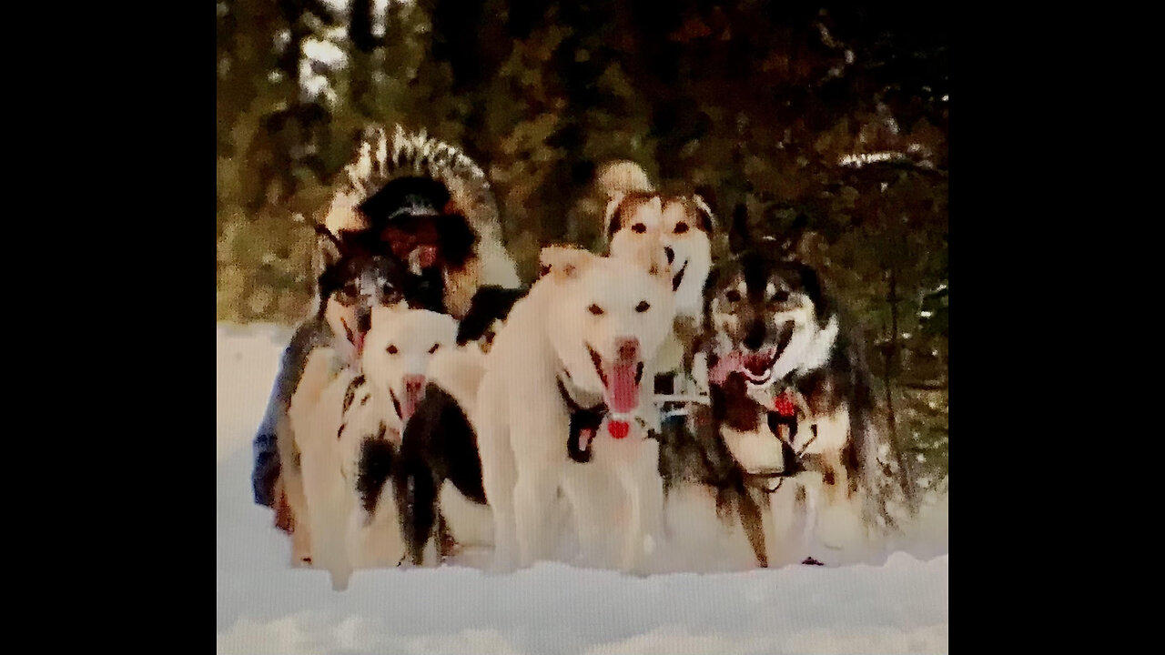 Run Dogs Run - Iditarod 2023