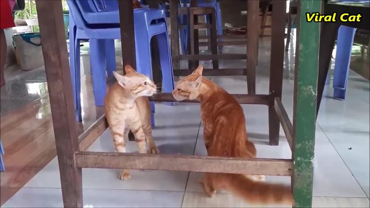 Cat fighting and meowing -These two are bloody brothers |viral cat