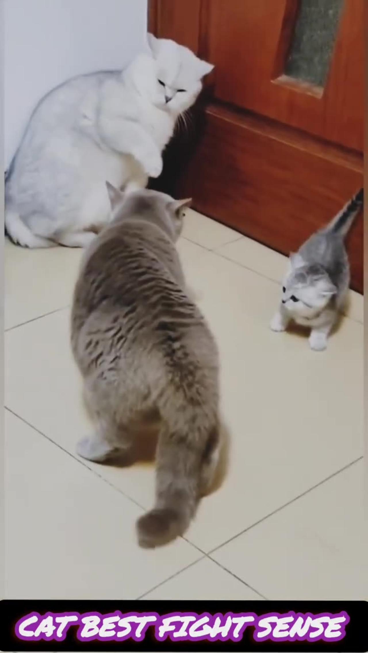 Feline Frenzy: Hilarious and Epic Cat Battle of - One News Page VIDEO