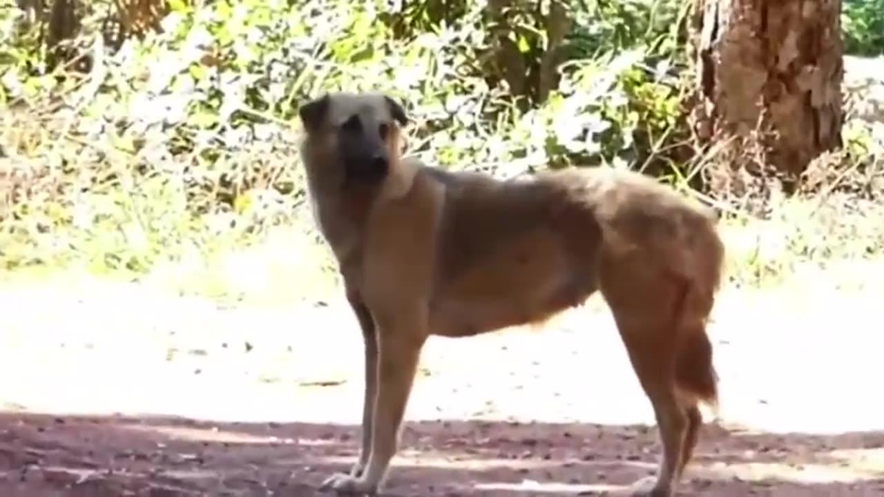 Troll Prank Dog Funny  fake Lion and Fake Tiger Prank To dog  Huge Box Prank to dog