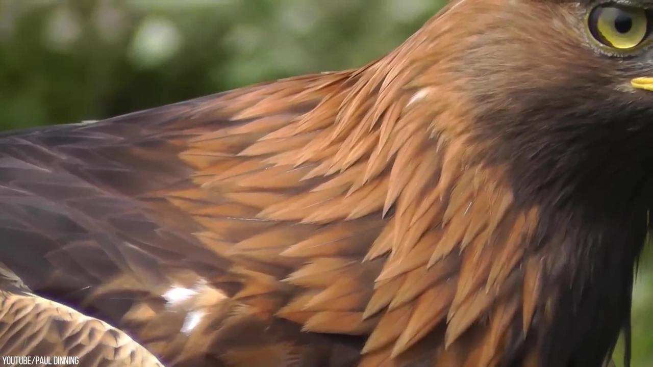 Even Eagles Are Afraid of This Deadly Bird One News Page VIDEO