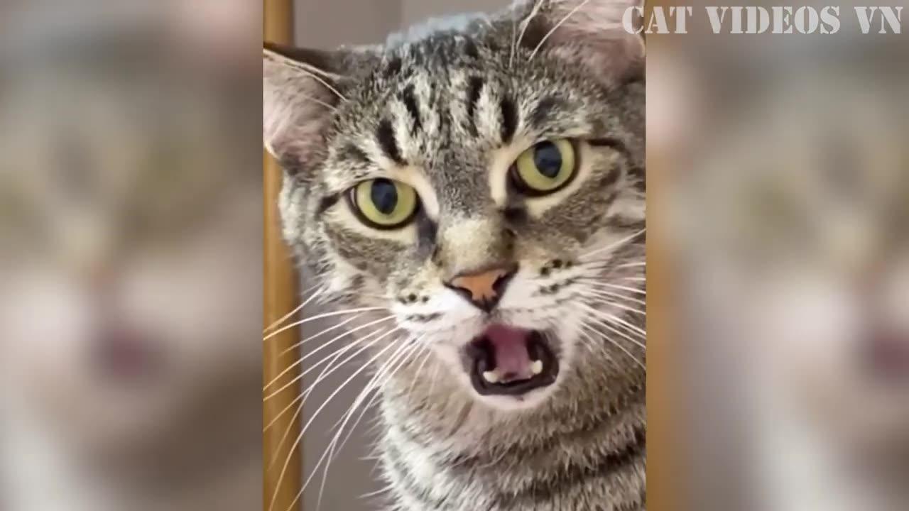 Funniest Cats and Dogs Compilation Best One News Page VIDEO