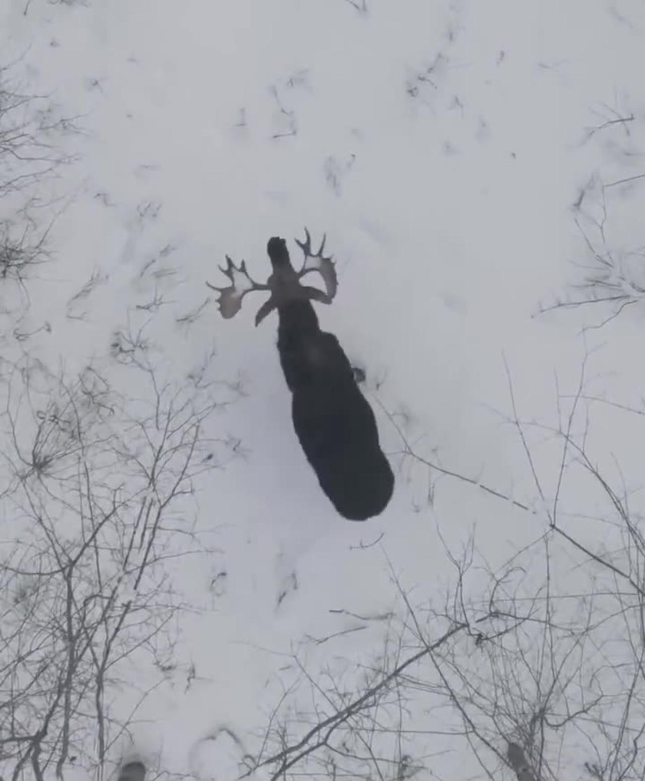 Rare footage of a moose shedding both its One News Page VIDEO