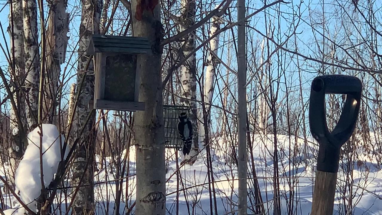 Woodpecker! Willow, Alaska