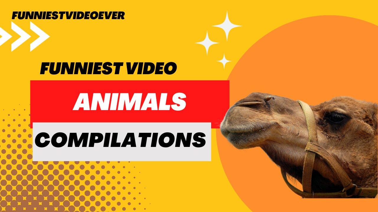 Funniest Animals Compilation 2023