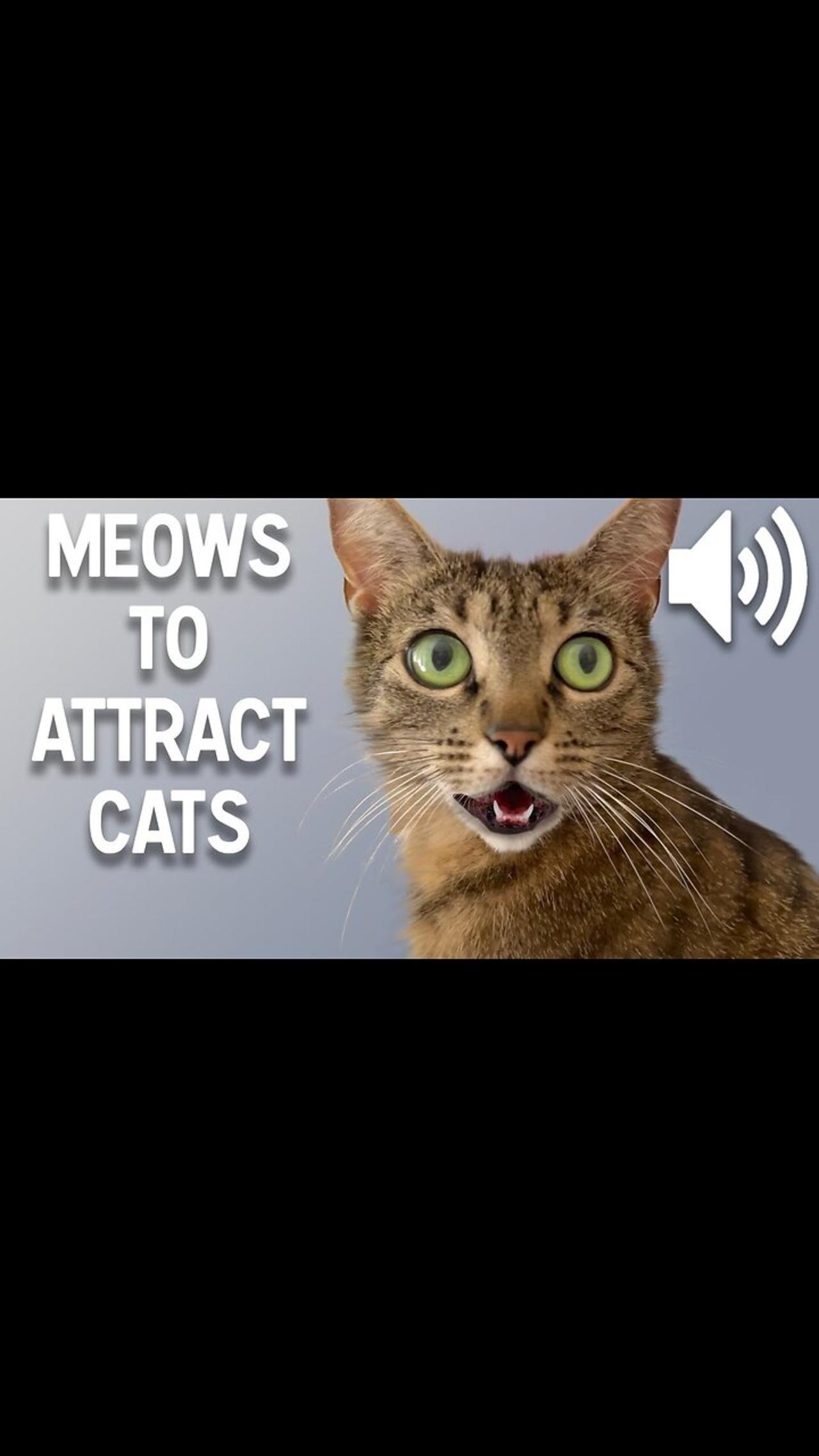 Sounds That Attract cats- meow to make cat come to you