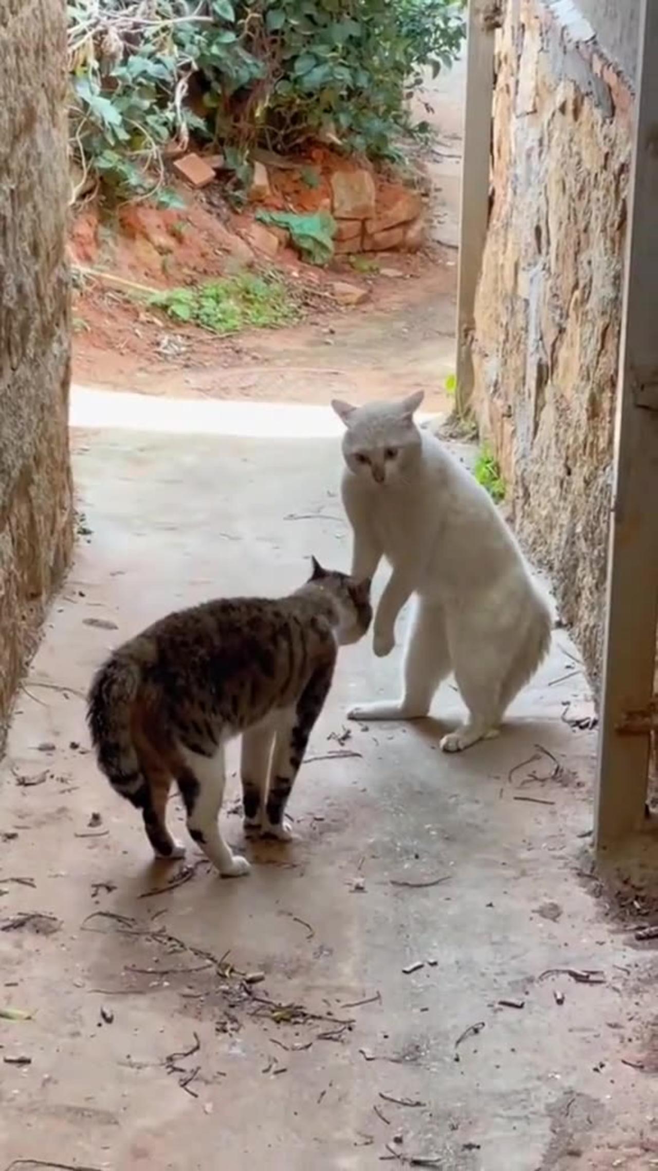 FUNNY CATS TEASING