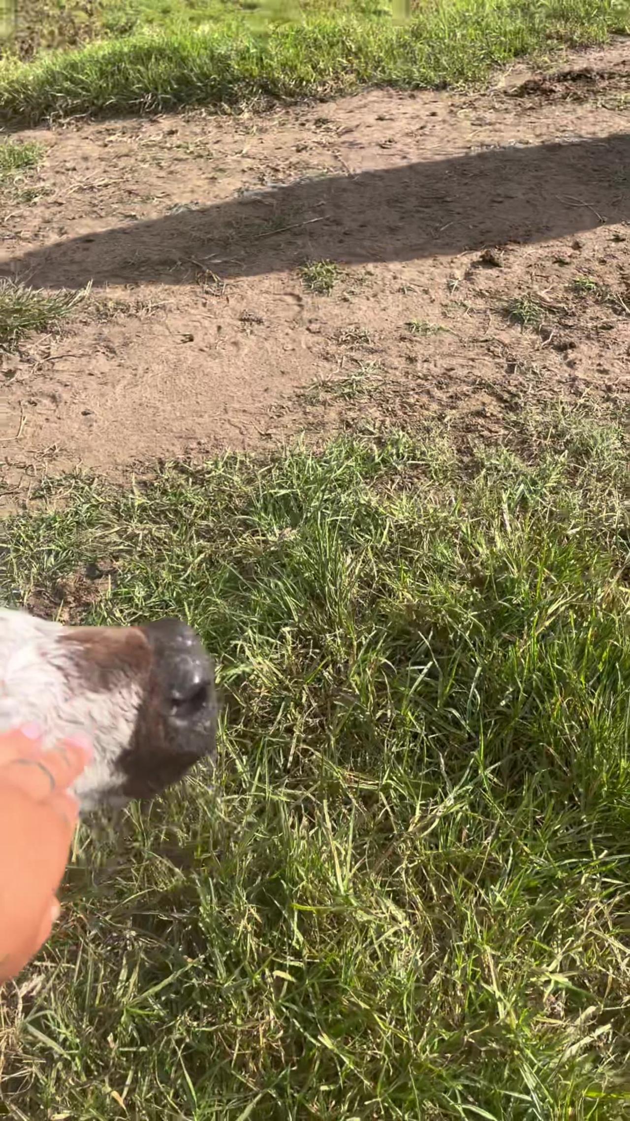 Newborn Calf Follows Woman Around Pasture