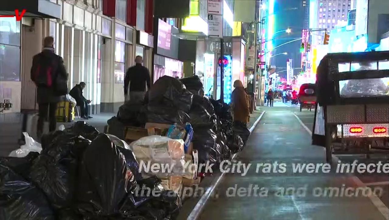 New York City Rats Are Infected with COVID Variants