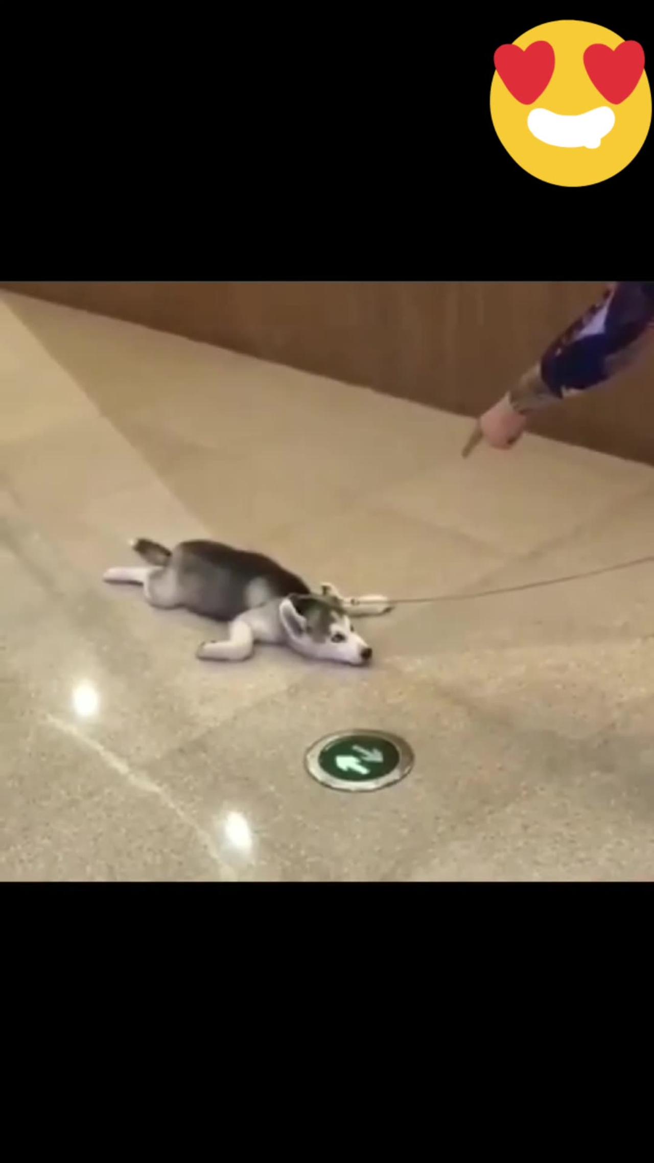 Funny dog video 😂 sliding like frog
