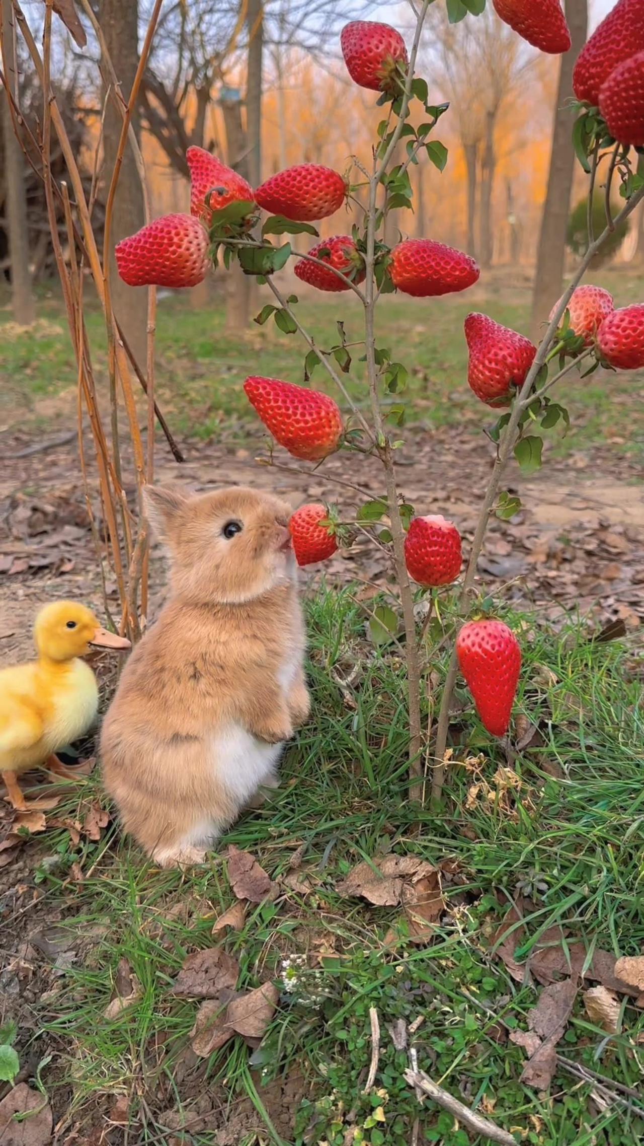 Cute baby rabbit 🐰😀🐰