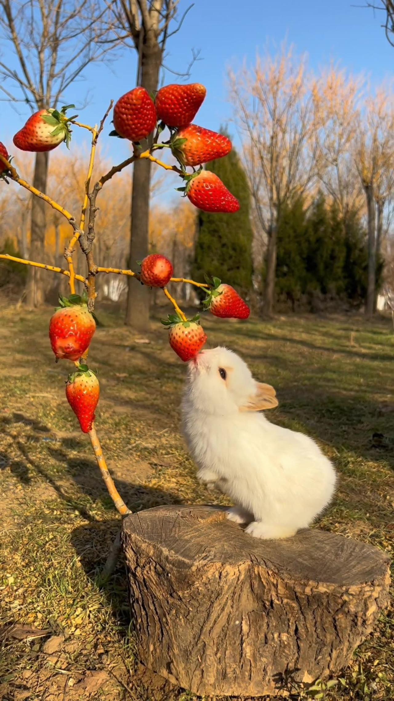 Cute baby rabbit 🐰🐰 😍😻