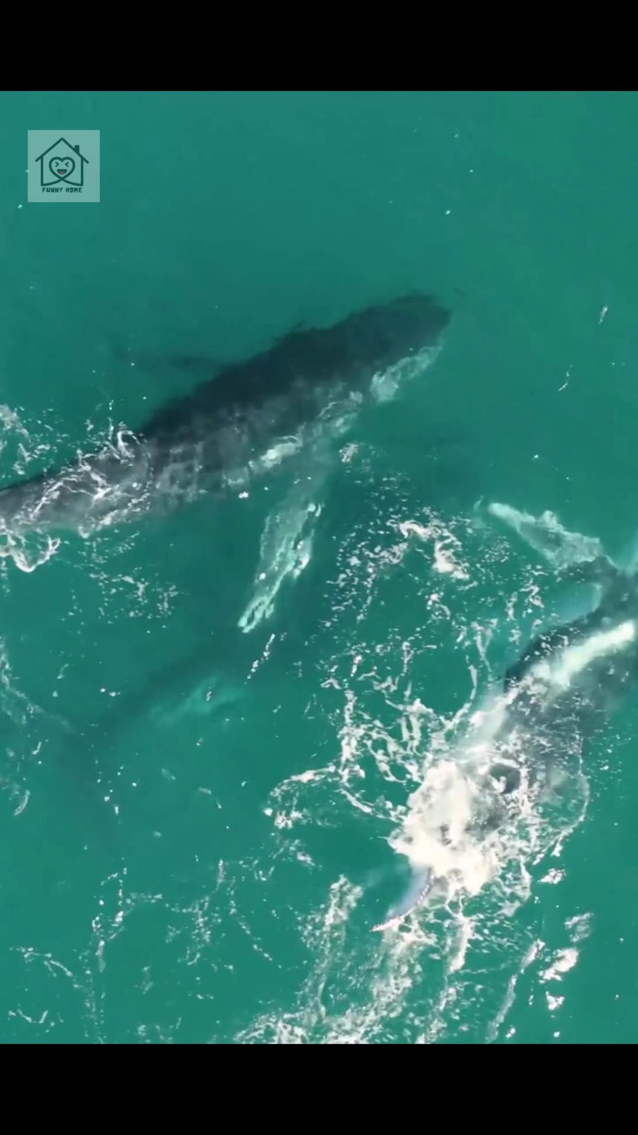 Unleash Your Inner Explorer with this - One News Page VIDEO 