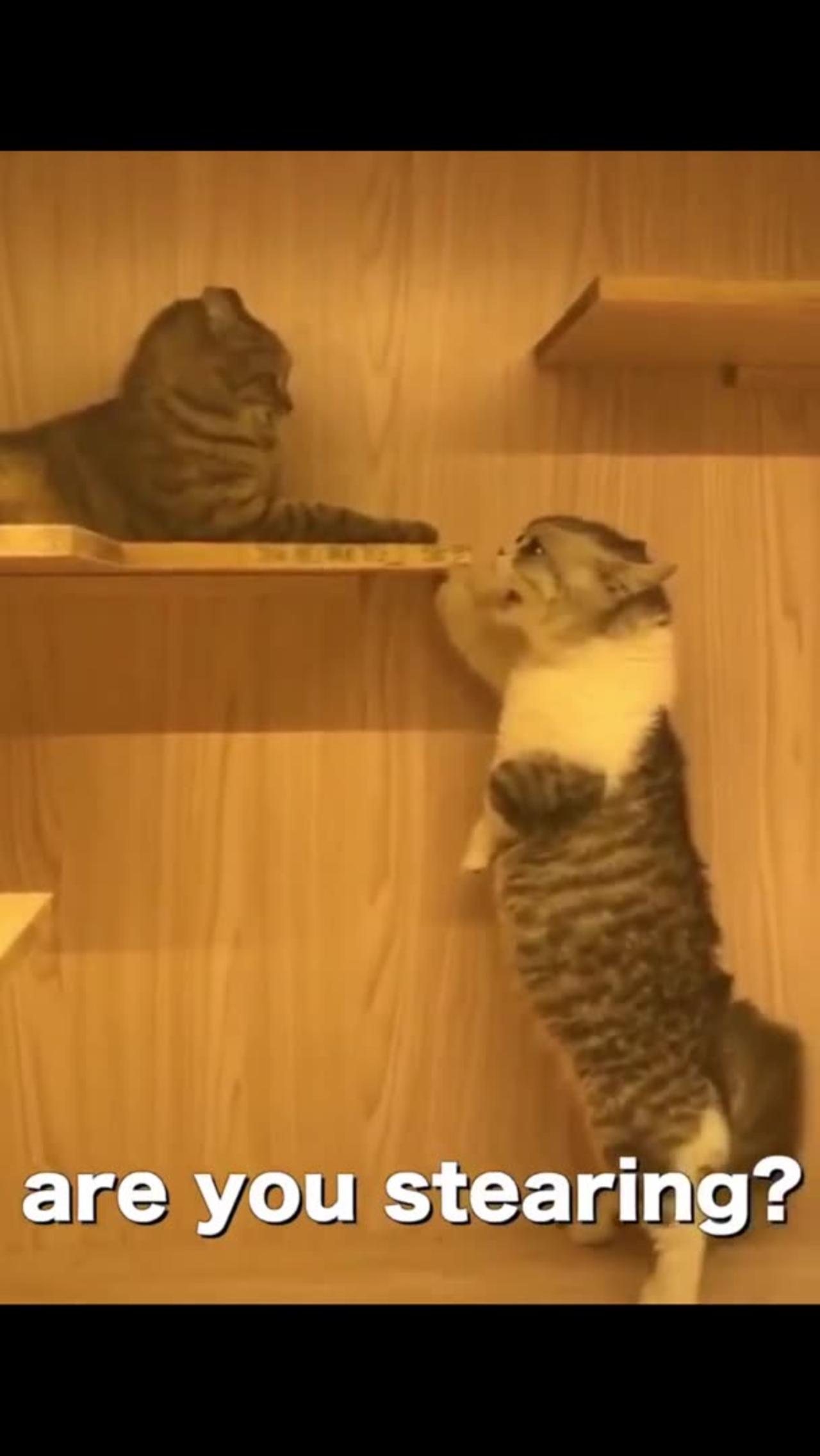 Funny cat fighting each other😂