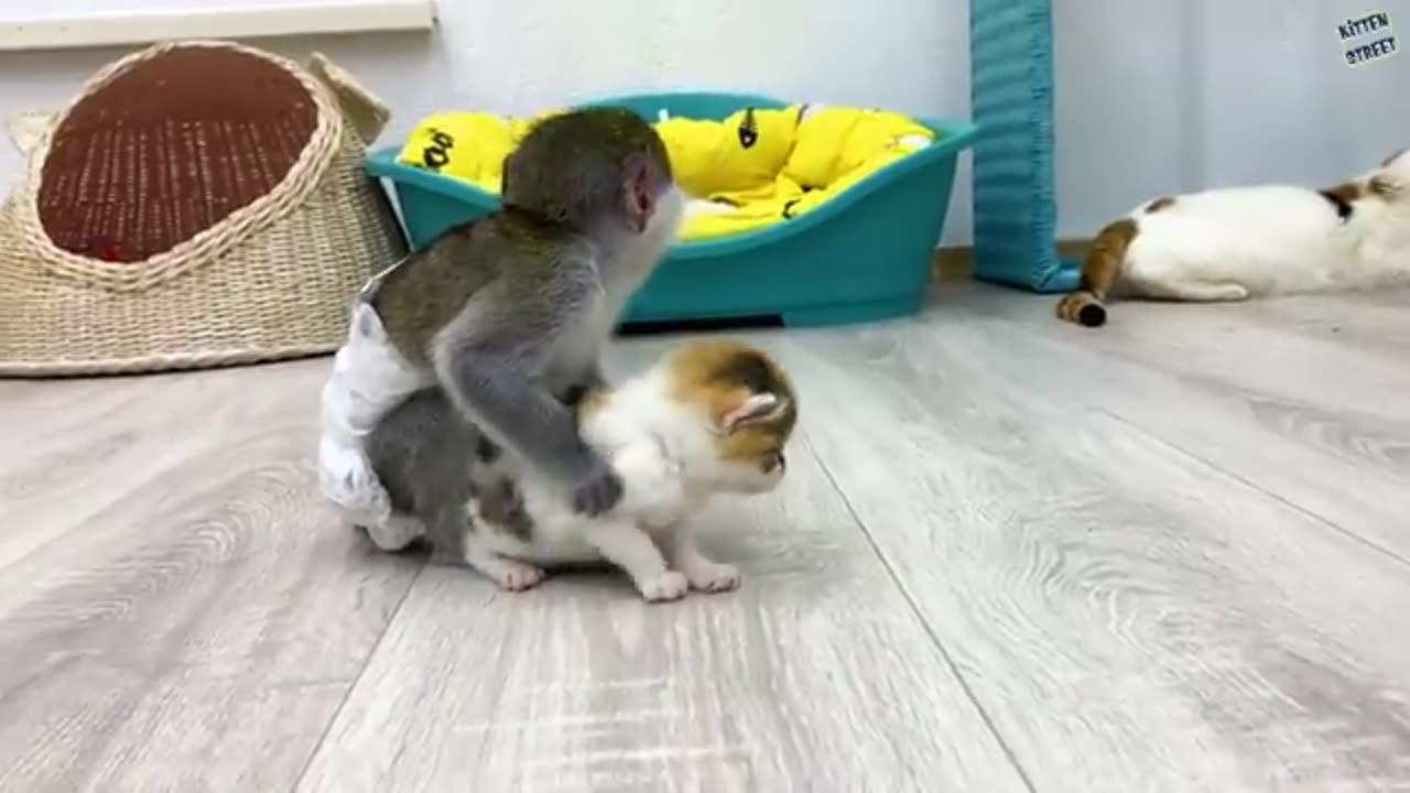 Caring Baby Monkey 🐒 🐵