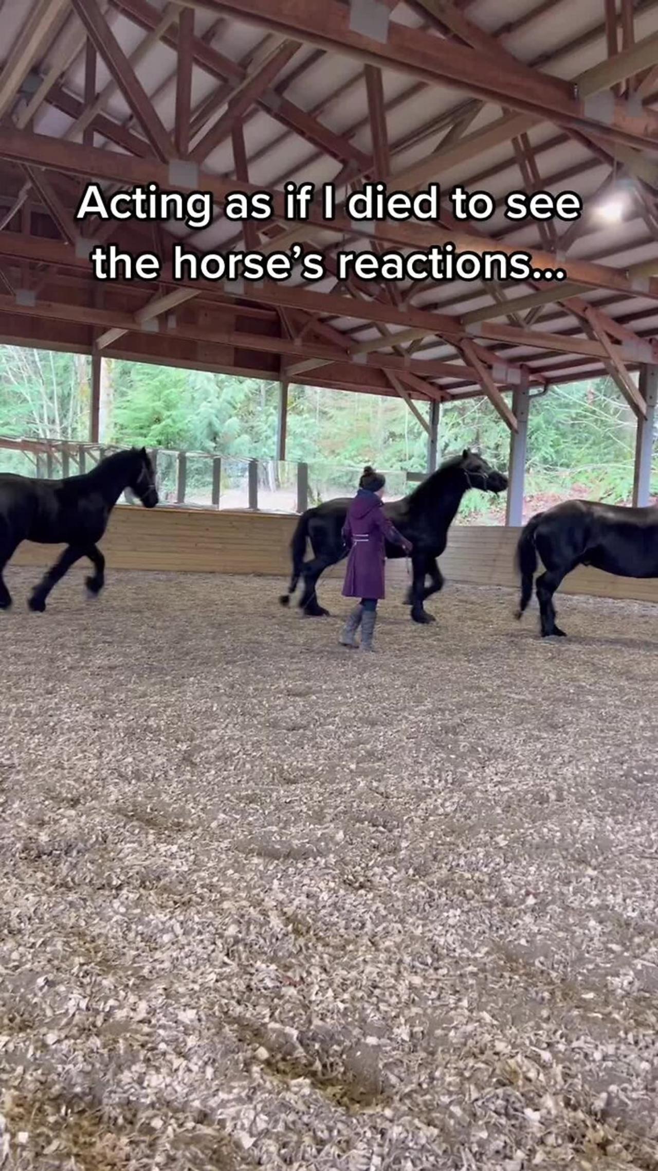 Horse trainer pretends to die to see how the horses react!.MOV