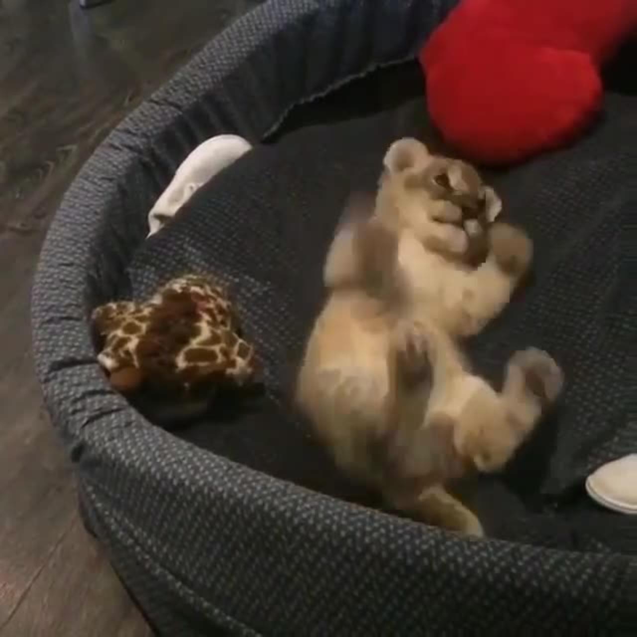 Baby lion playing