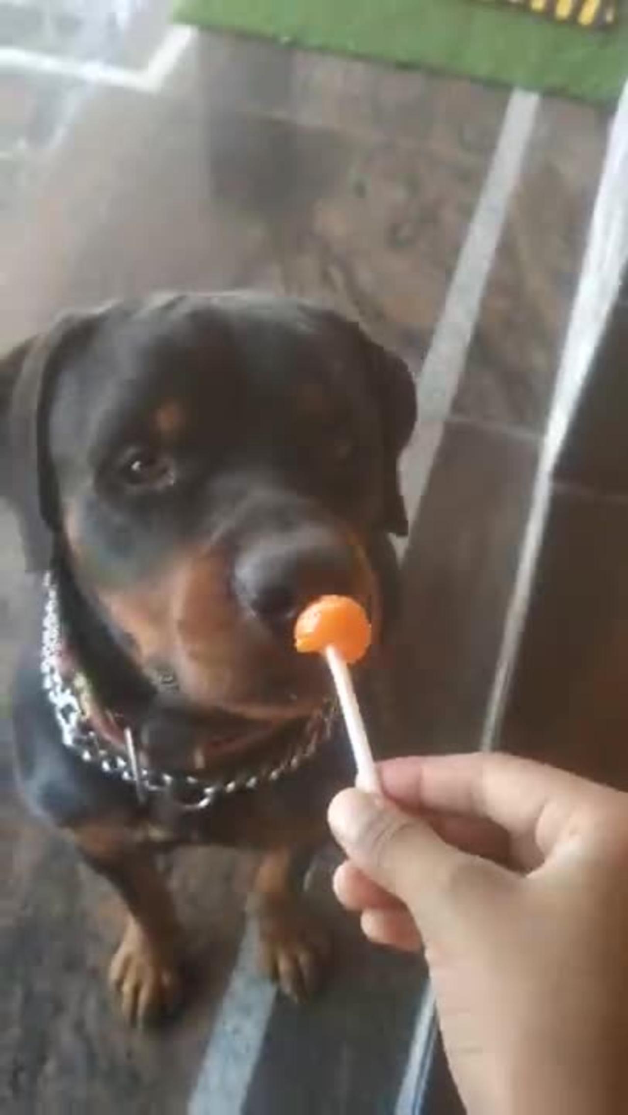 Dog Eating Lolipop