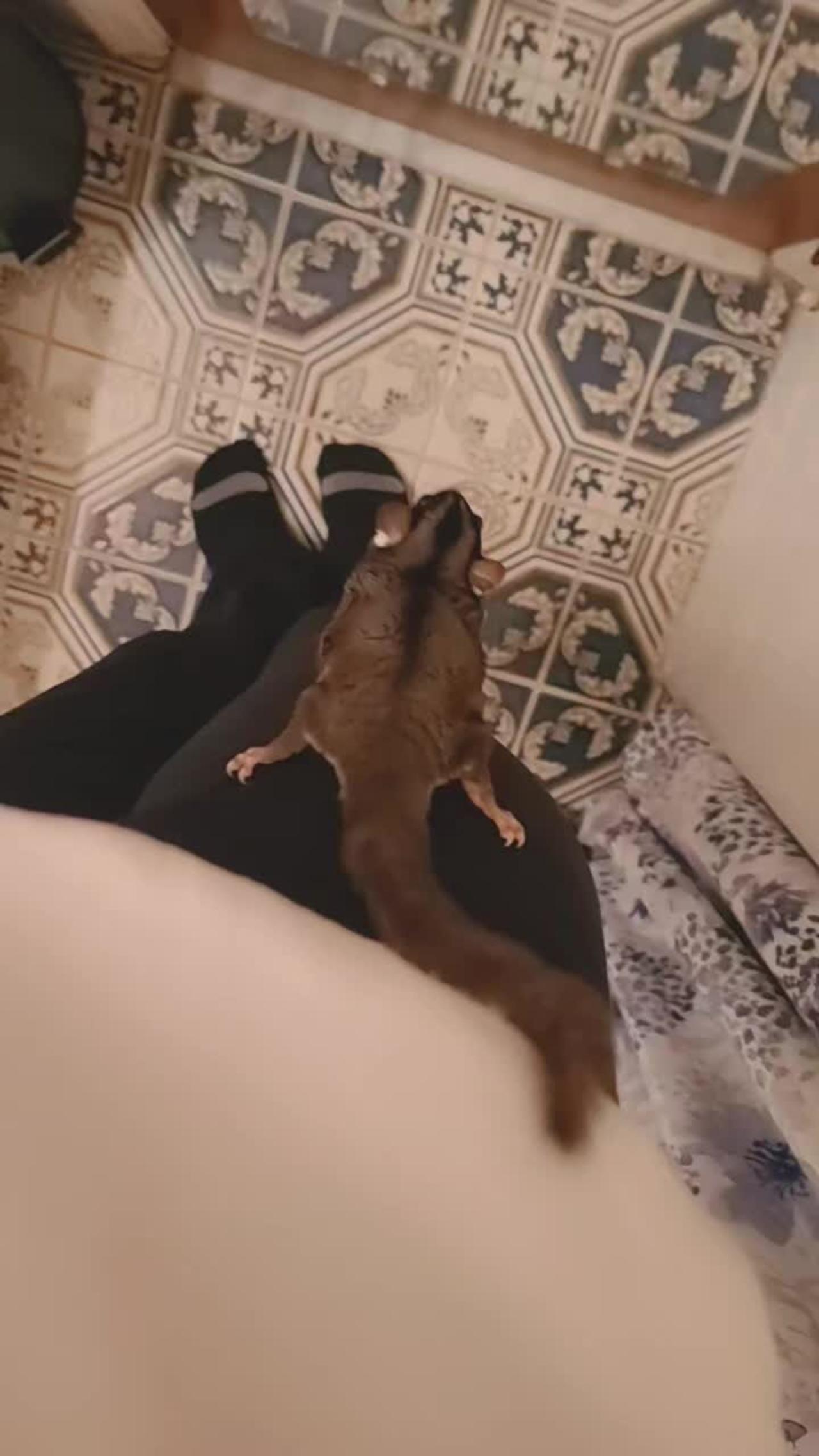 Pet sugar glider jumps right into the mirror!.mp4