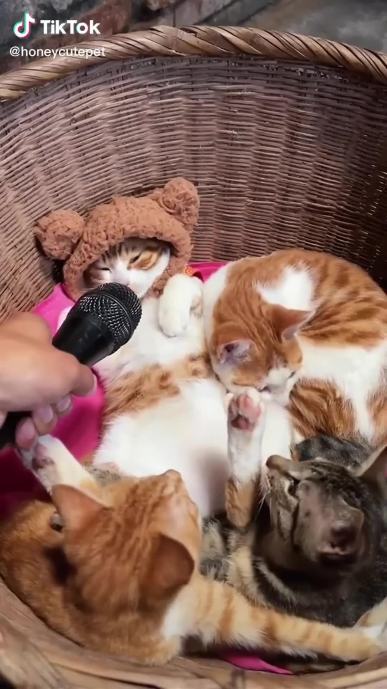 Funny & Cute Cat Compilation (tiktok) - One News Page VIDEO