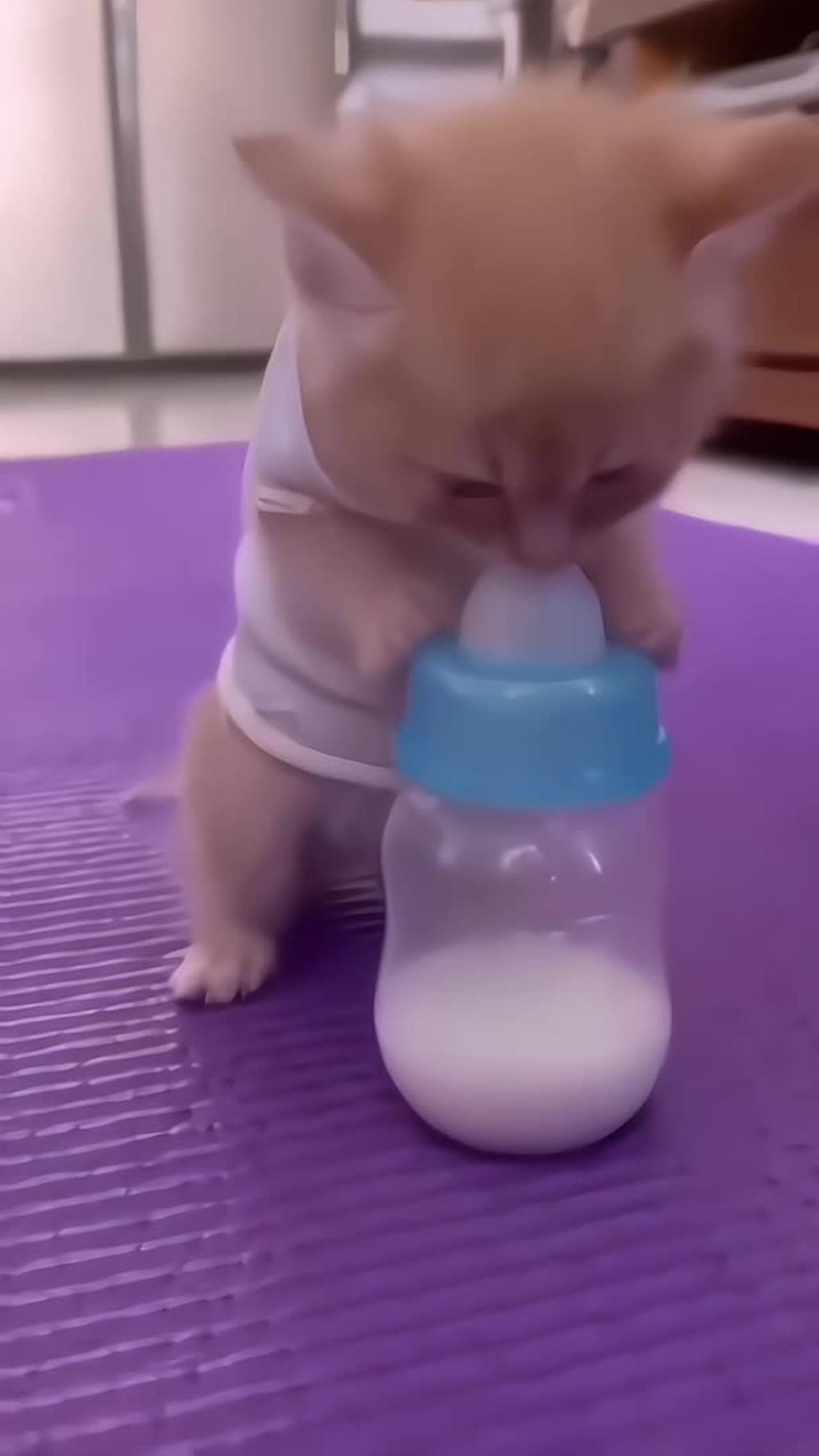 Cat funny video 🤣🤣