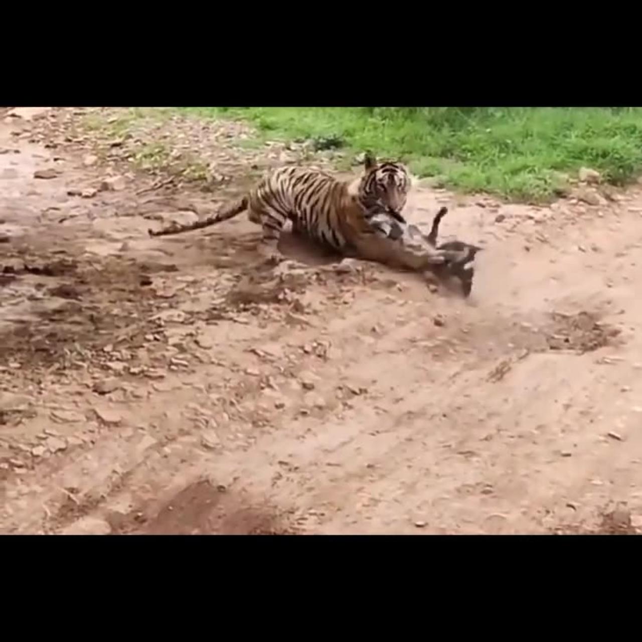 tiger Attack Street Dog Near Ranthambore National park