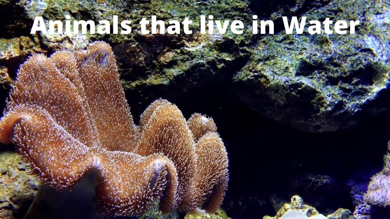 animals living in water One News Page VIDEO