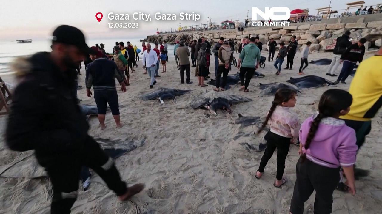 WATCH: Palestinian fishermen are collecting manta rays after they washed up on Gaza City's beach