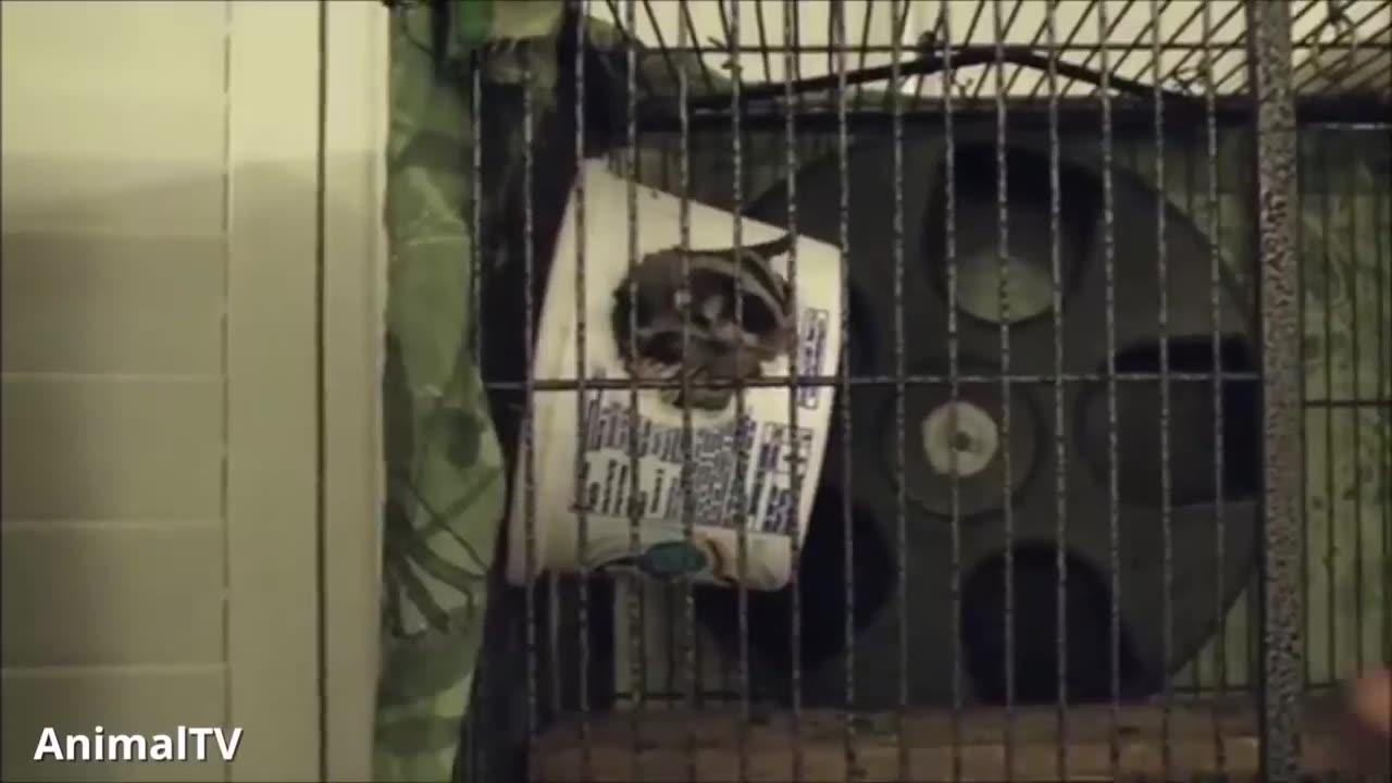 Sugar Glider Playing