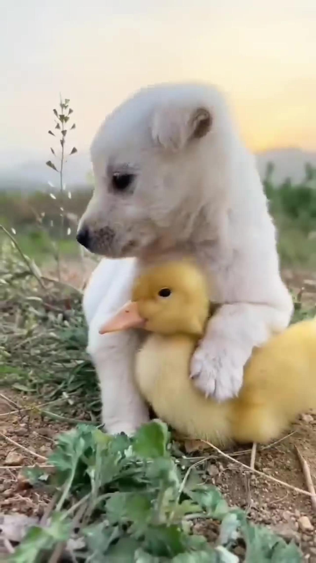 Funny video dog and 🦆
