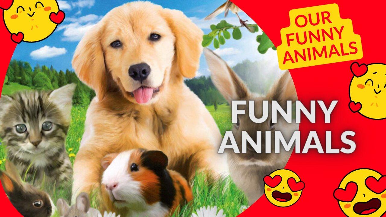 Our funny animals - One News Page VIDEO