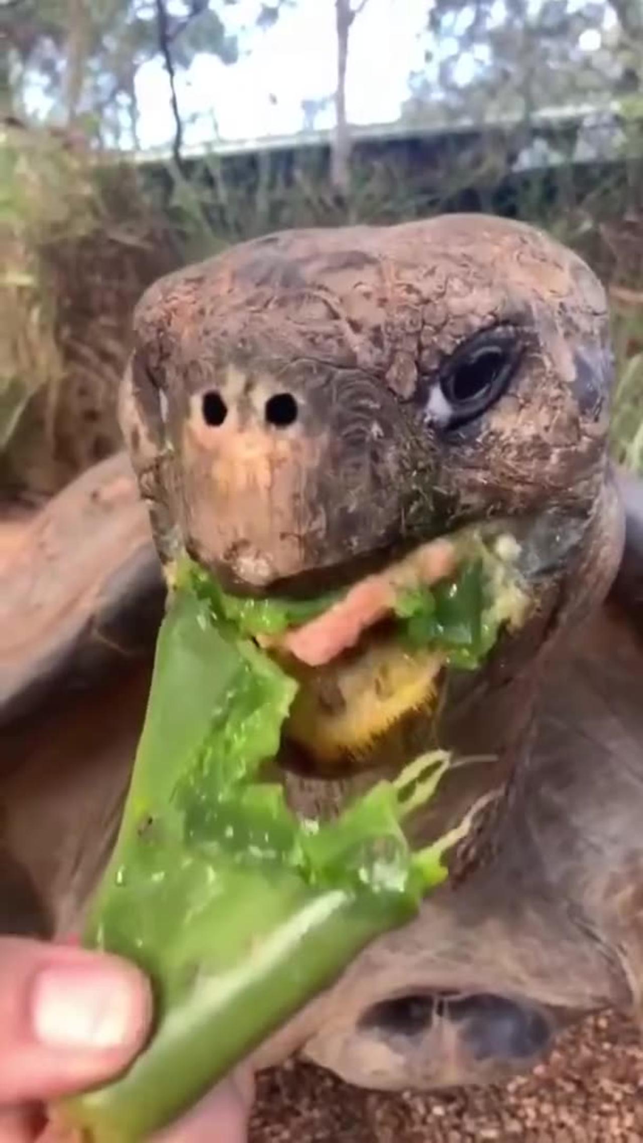 Best Funny Animals