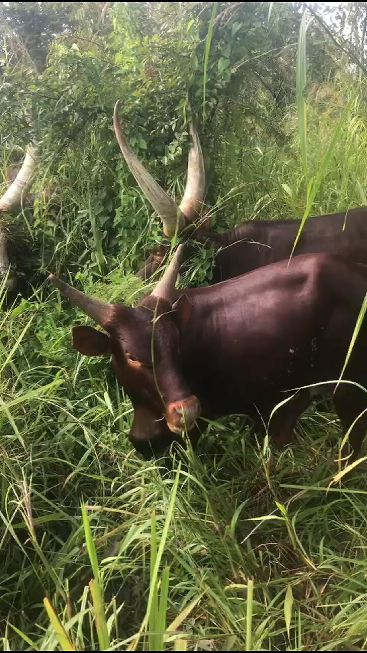 My tradition cows