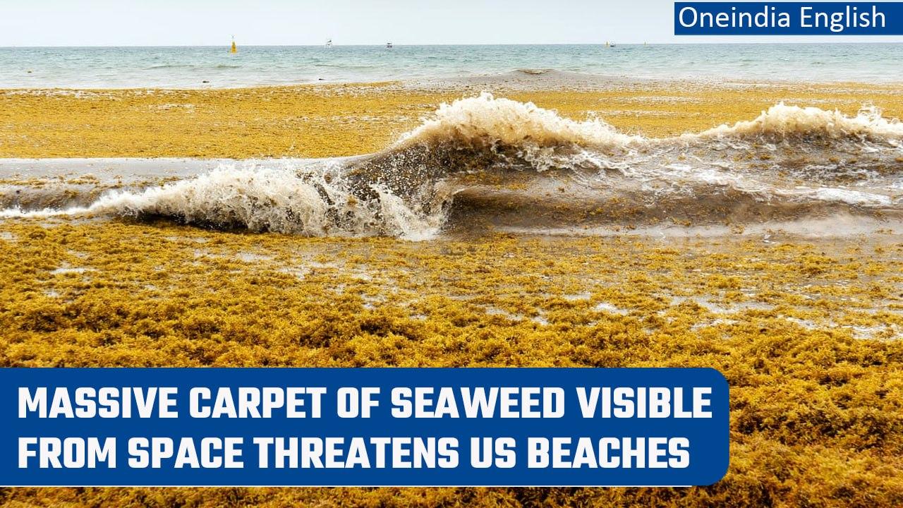 Great Atlantic Sargassum Belt: Enormous seaweed causes concerns in US beaches | Oneindia News
