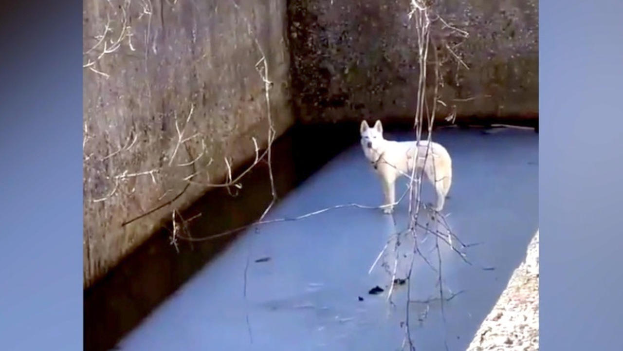 This Is the Moment a Dog Was Rescued After Falling 10-Feet Into a Reservoir and Getting Stranded On Thin Ice