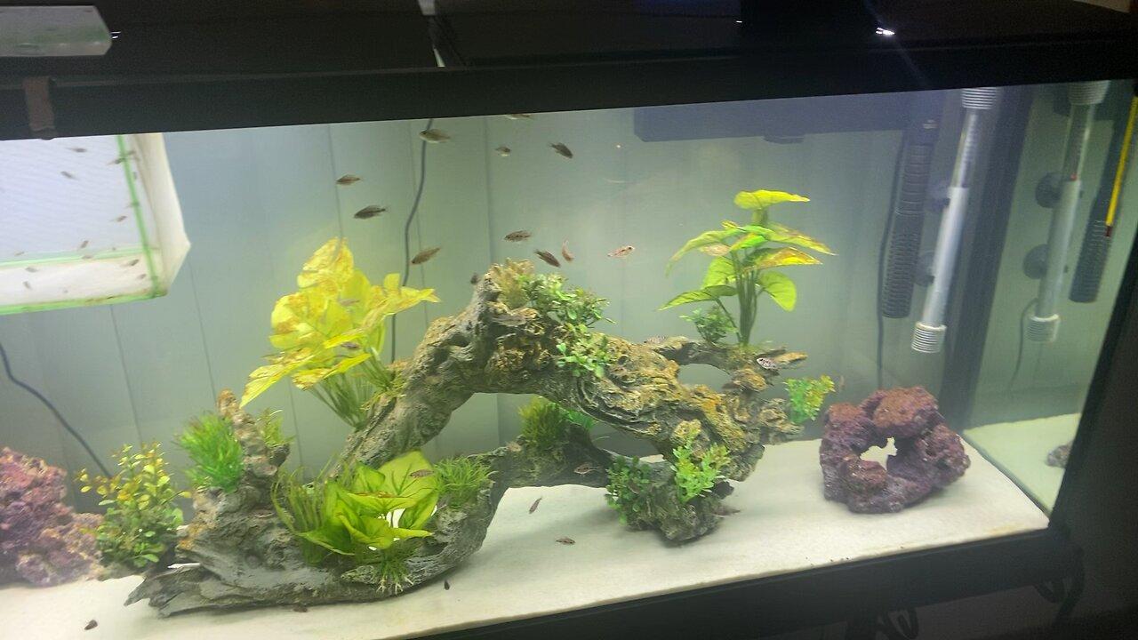 Cichlid fry tank! Stay tuned for awesome fish One News Page VIDEO