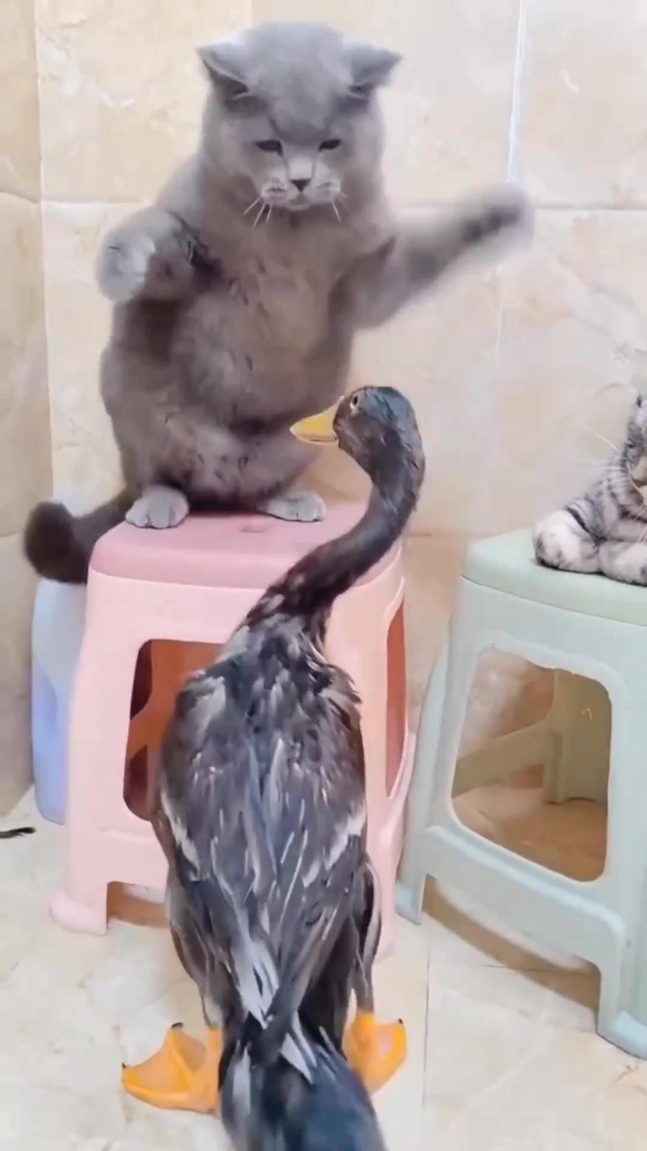 Cat And Duck Funny