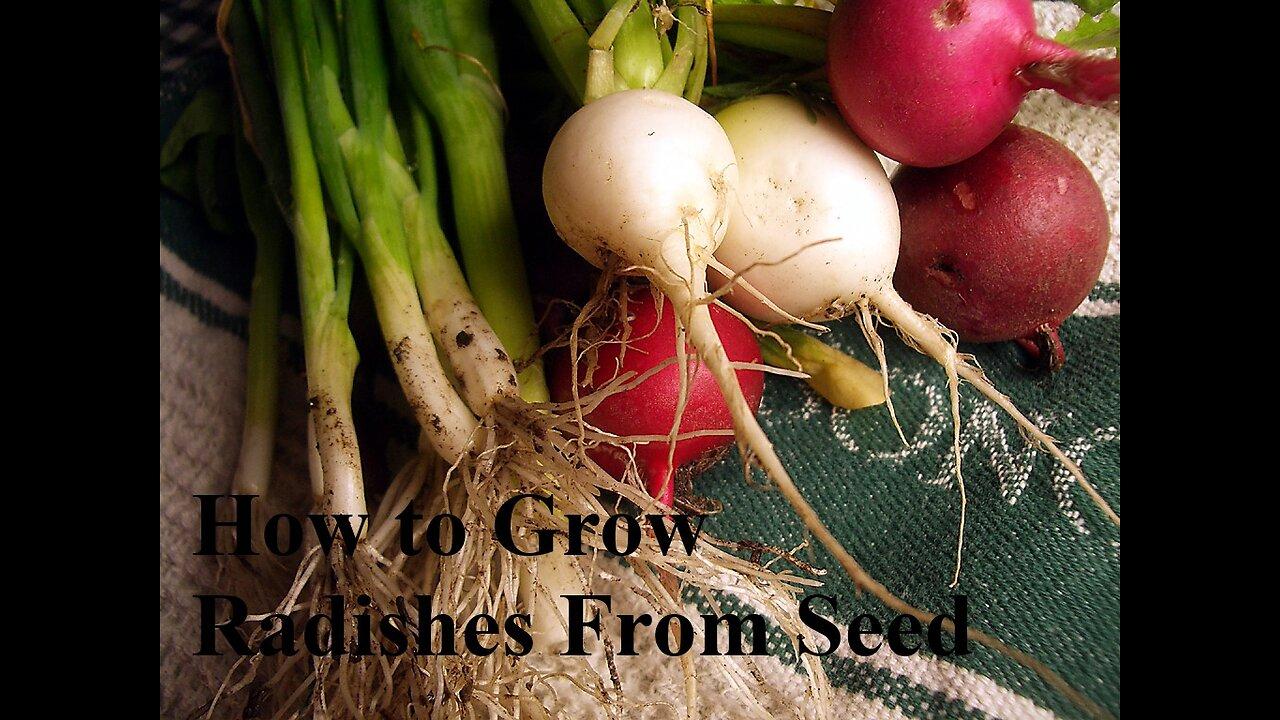 How to Grow Radishes From Seed One News Page VIDEO
