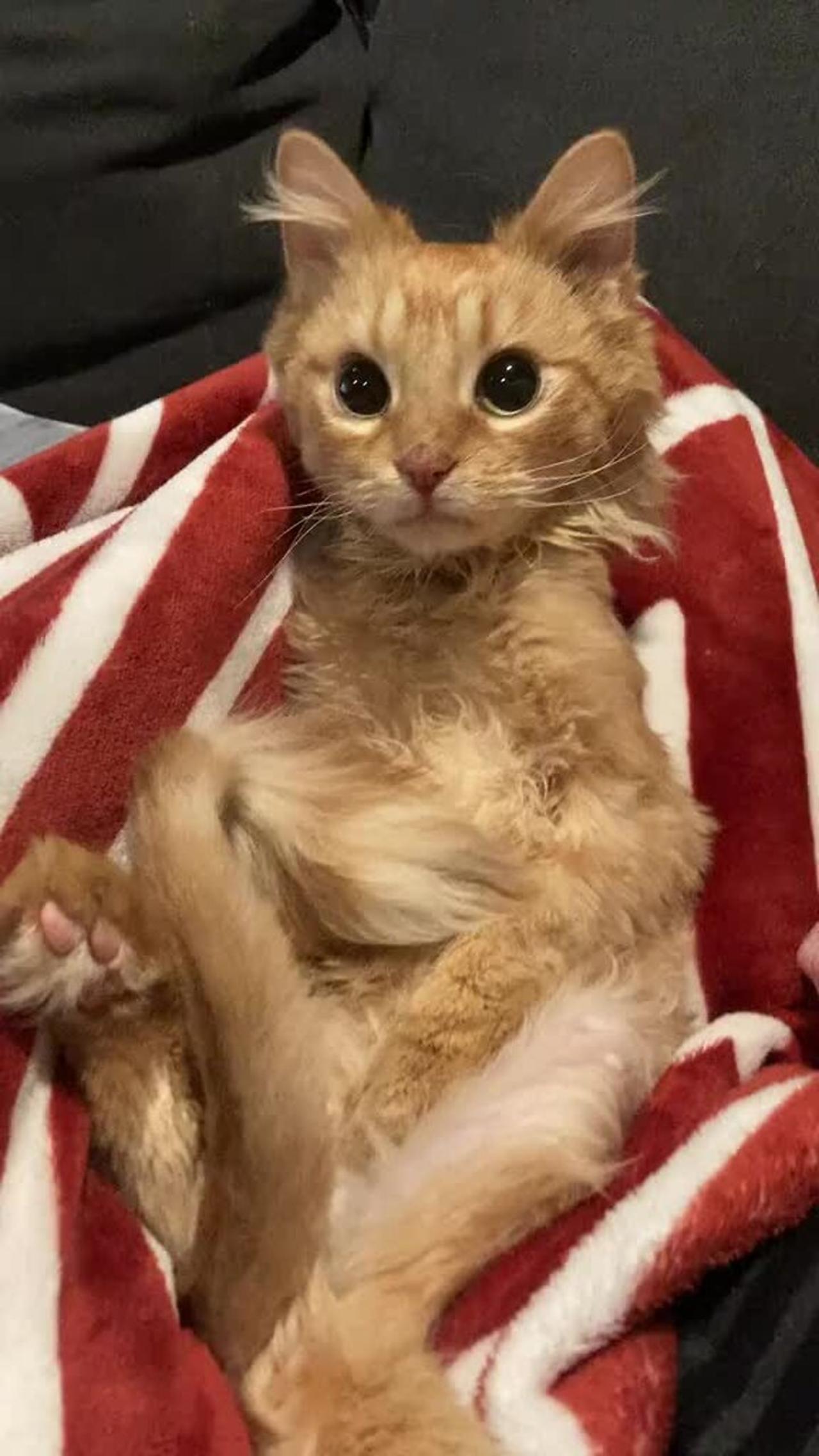 Wobbly cat is dancing to What Is Love!.mp4 One News Page VIDEO