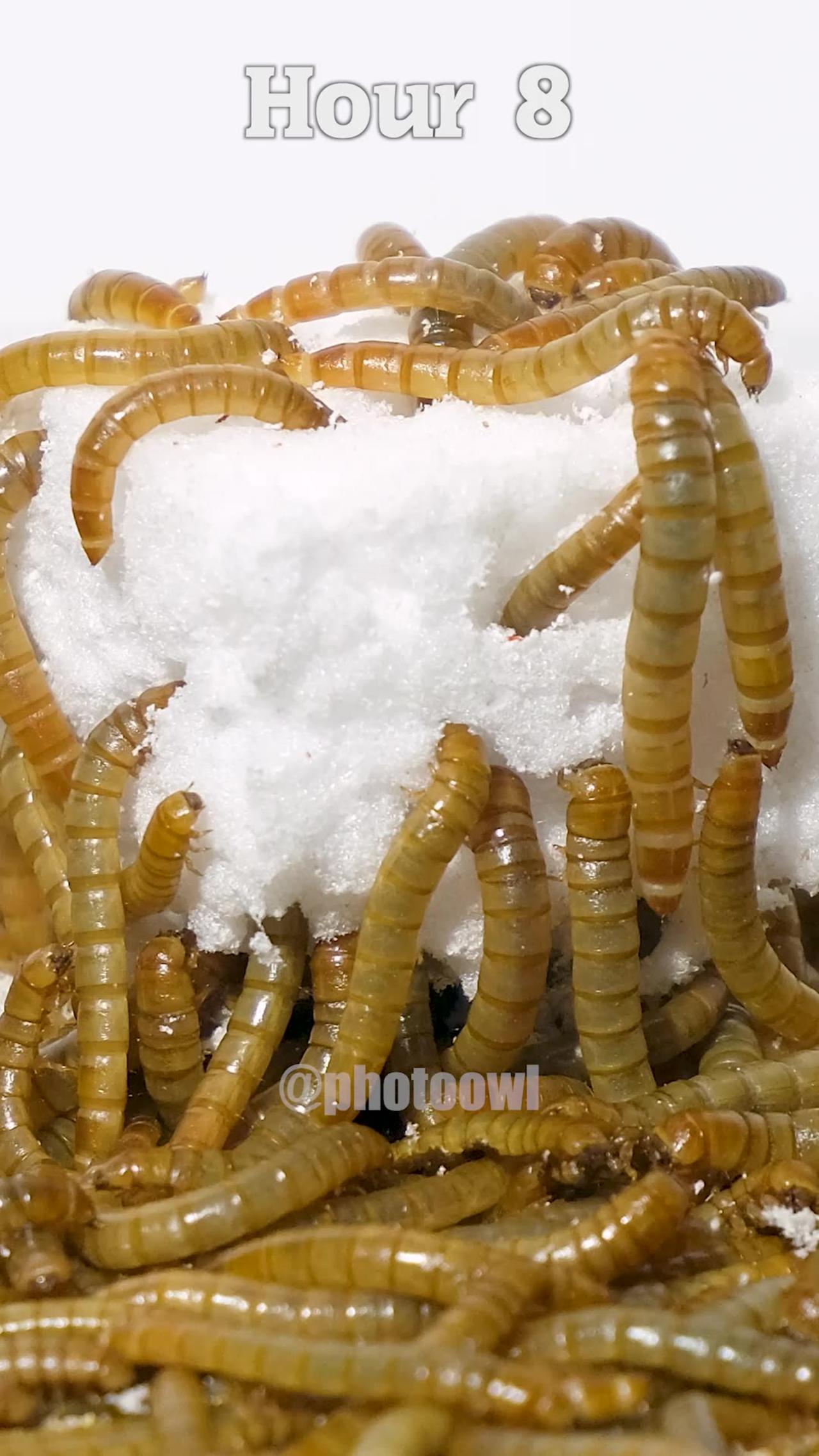 Mealworms vs PLASTIC