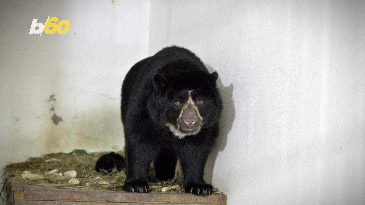 Beautiful Andean Bear Born in Colombian Zoo